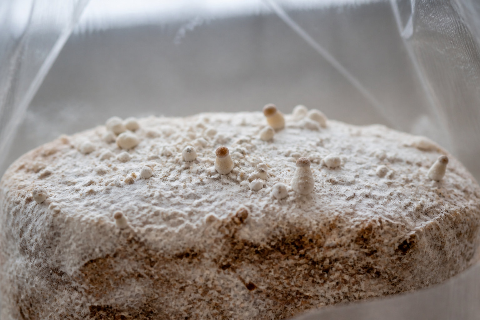 ¿Cuánto tarda en fructificar un pan de setas? Fases y señales de progreso